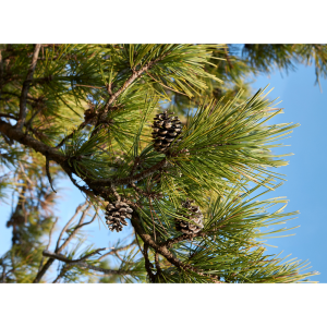 Pino salgareño (Pinus nigra)