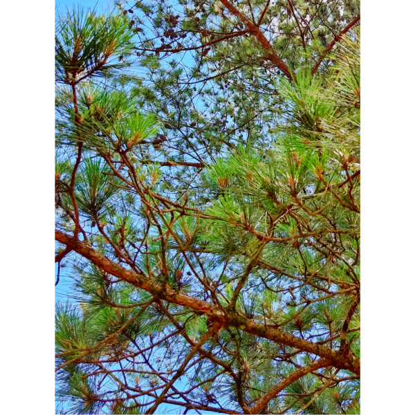 Pino resinero (Pinus pinaster) - Imagen 2