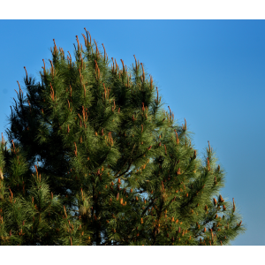 Pino resinero (Pinus pinaster)