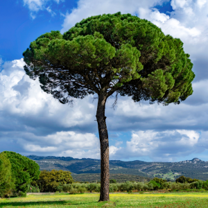 Pino piñonero (Pinus pinea)