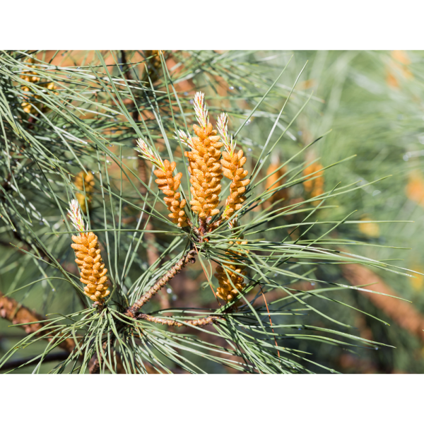 Pino de Valsaín (Pinus sylvestris) - Imagen 2
