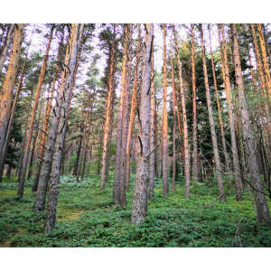 Pino de Valsaín (Pinus sylvestris)