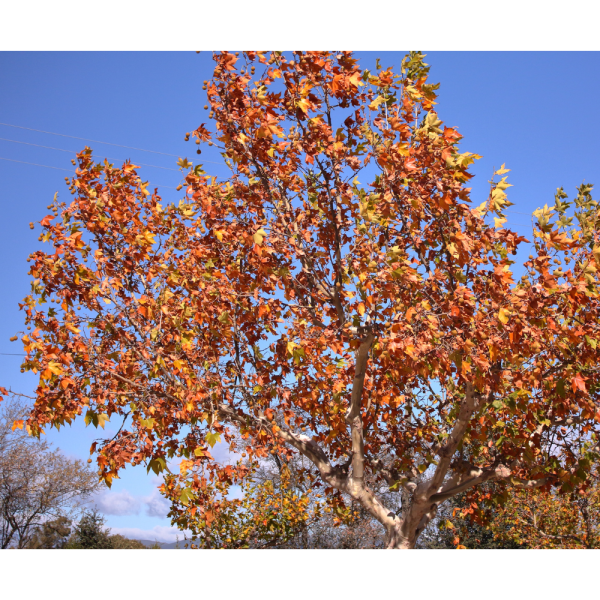Plátano de sombra (Platanus × hispanica) - Imagen 2
