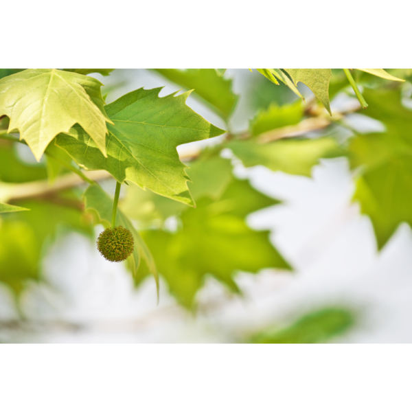 Plátano de sombra (Platanus × hispanica) - Imagen 5