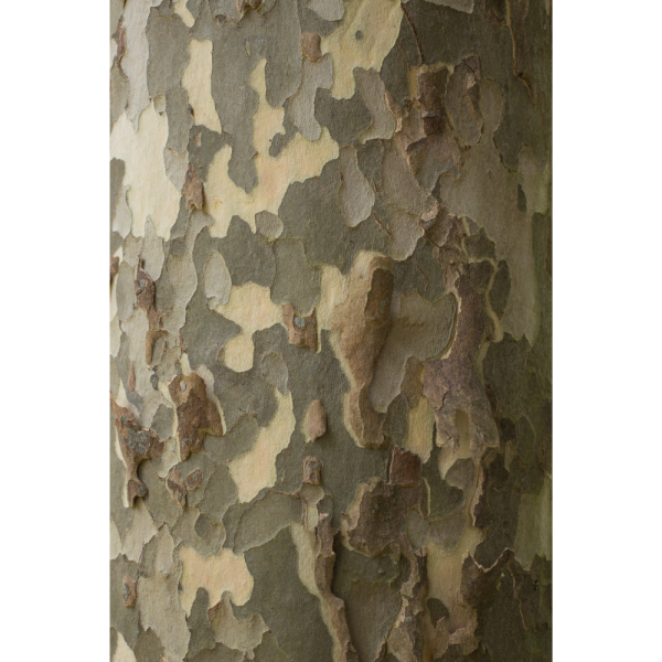 Plátano de sombra (Platanus × hispanica) - Imagen 3
