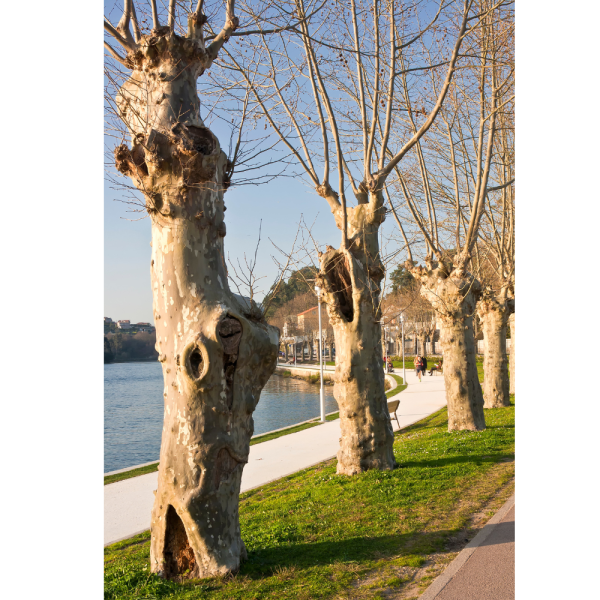 Plátano de sombra (Platanus × hispanica) - Imagen 4