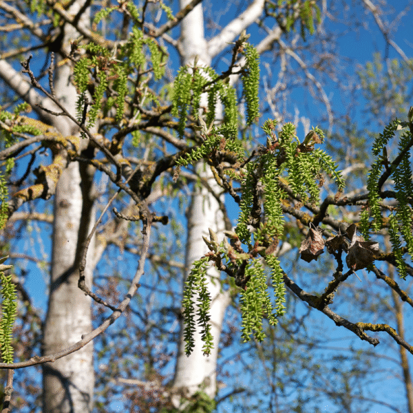 Álamo blanco (Populus alba) - Imagen 2