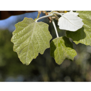 Álamo blanco (Populus alba)