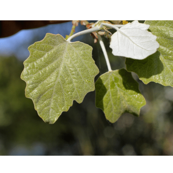 Álamo blanco (Populus alba)