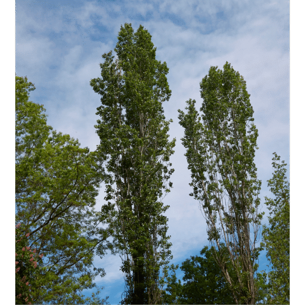 Álamo negro (Populus nigra) - Imagen 2