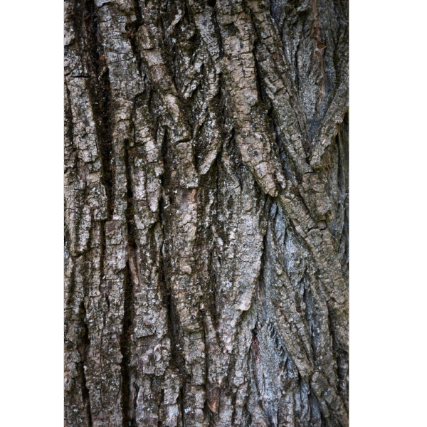 Álamo negro (Populus nigra) - Imagen 3