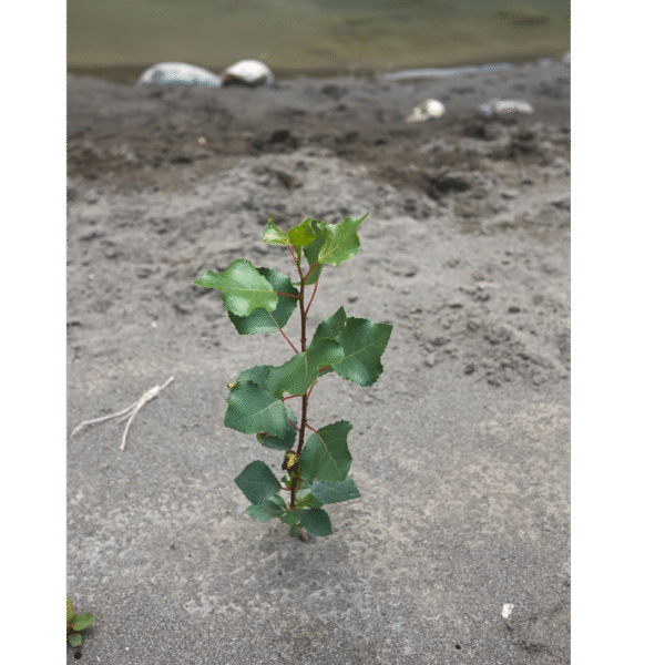 Álamo negro (Populus nigra) - Imagen 4
