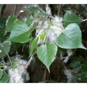 Álamo negro (Populus nigra)