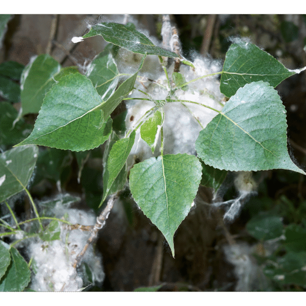 Álamo negro (Populus nigra)