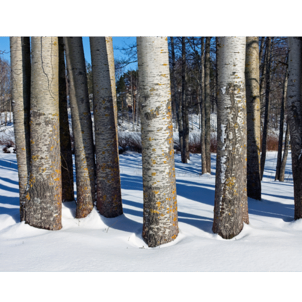 Álamo temblón (Populus tremula) - Imagen 4
