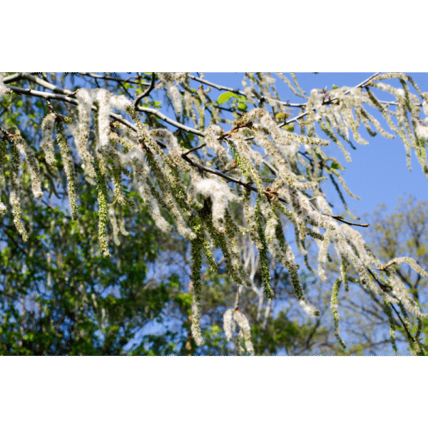 Álamo temblón (Populus tremula) - Imagen 3