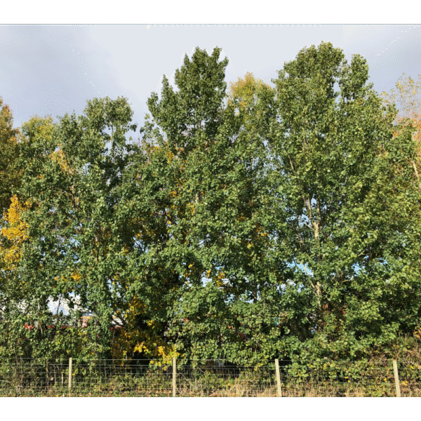 Álamo temblón (Populus tremula)