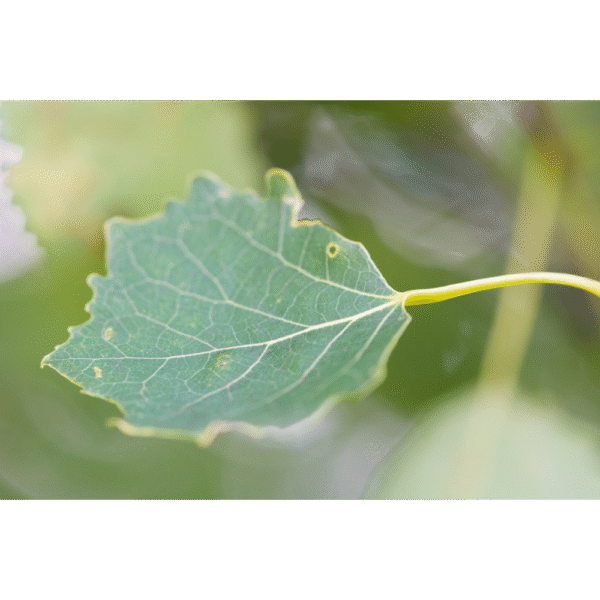 Álamo temblón (Populus tremula) - Imagen 2