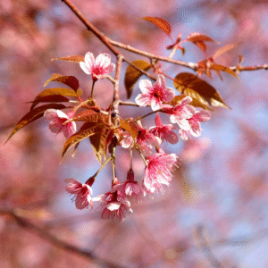 Ciruelo mirobolano (Prunus cerasifera)