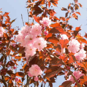 Ciruelo rojo (Prunus pisardii)