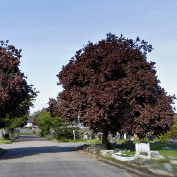 Ciruelo rojo (Prunus nigra) - Imagen 4