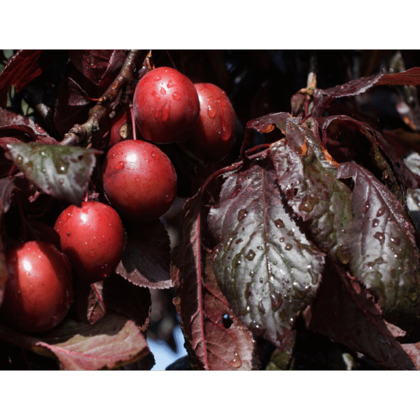 Ciruelo rojo (Prunus nigra) - Imagen 3