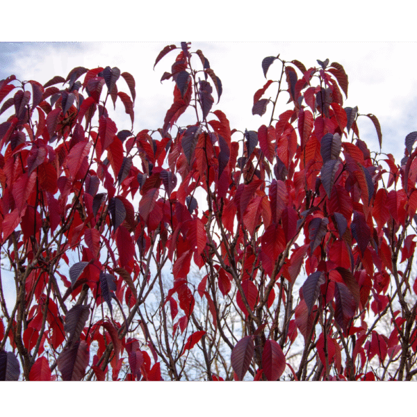Ciruelo rojo (Prunus nigra) - Imagen 2