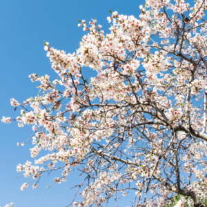Endrino (Prunus spinosa)