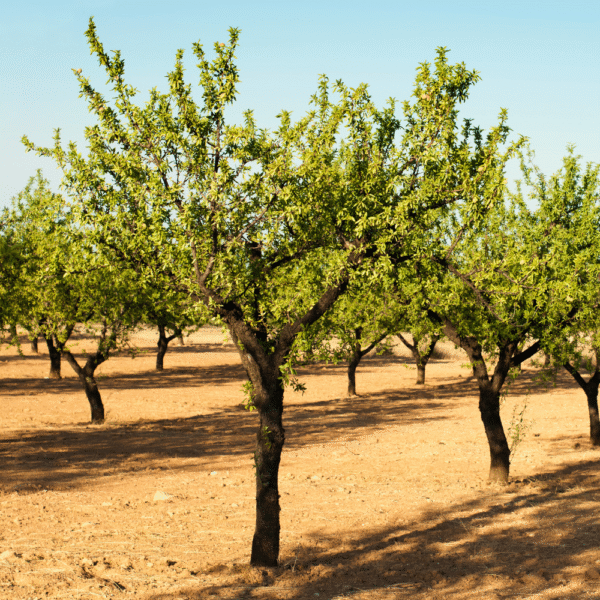 Almendro (Punus dulcis) - Imagen 4