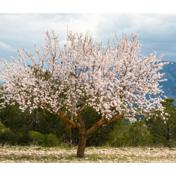Almendro (Punus dulcis) - Imagen 2