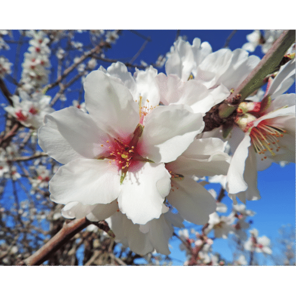 Almendro (Punus dulcis)