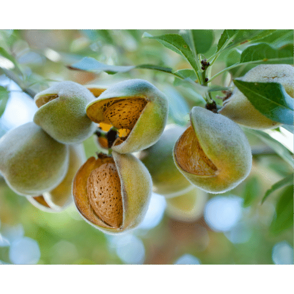 Almendro (Punus dulcis) - Imagen 3