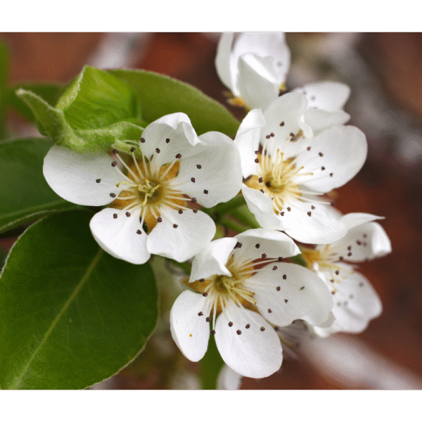 Peral de flor (Pyrus calleryana) - Imagen 2