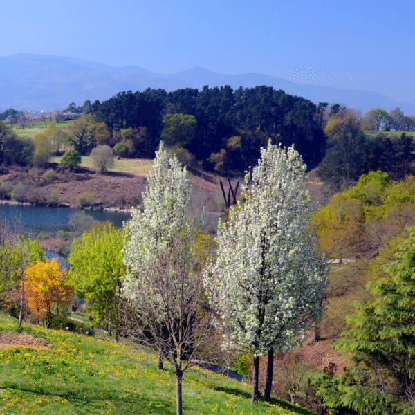 Peral de flor (Pyrus calleryana) - Imagen 3