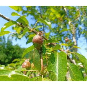 Peral de flor (Pyrus calleryana)