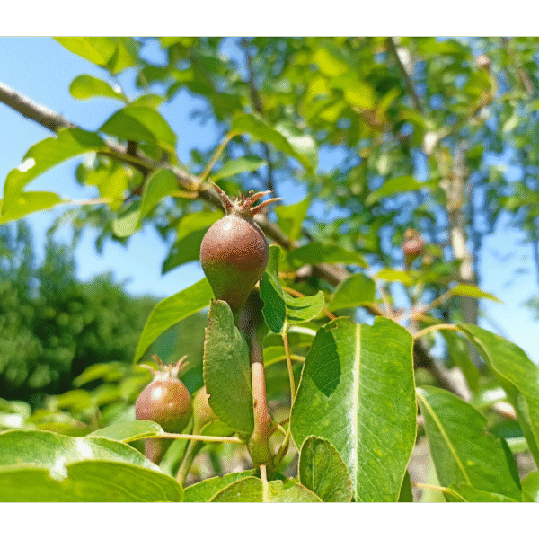 Peral de flor (Pyrus calleryana)