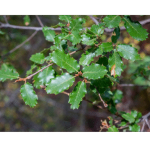 Quejigo (Quercus Faginea)