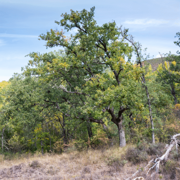 Quejigo (Quercus Faginea) - Imagen 2