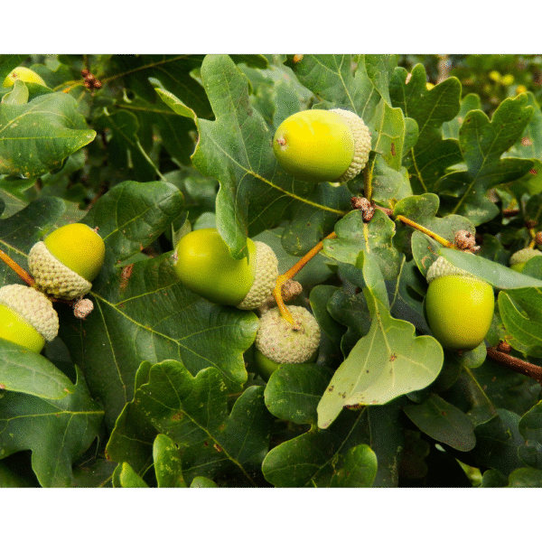 Roble común (Quercus Robur) - Imagen 2