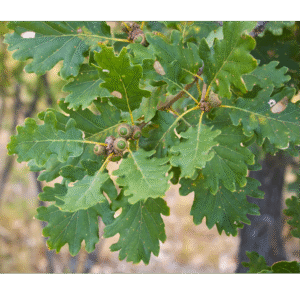 Roble común (Quercus Robur)