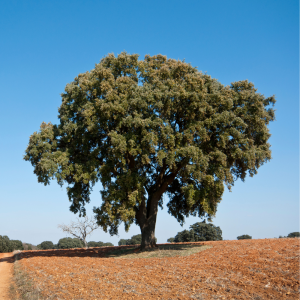 Encina / Chaparra (Quercus ilex)