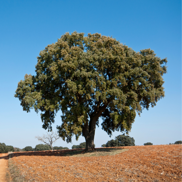 Encina / Chaparra (Quercus ilex)