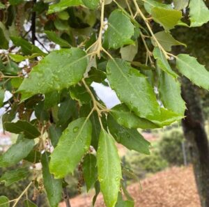 Híbrido roble/encina/alcornoque (Quercus mesto)