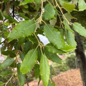 Híbrido roble/encina/alcornoque (Quercus mesto)
