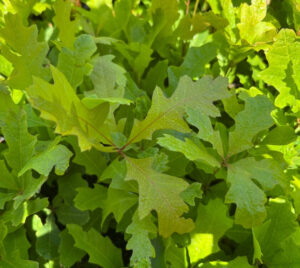 Roble de los pantanos / palustre (Quercus palustris)