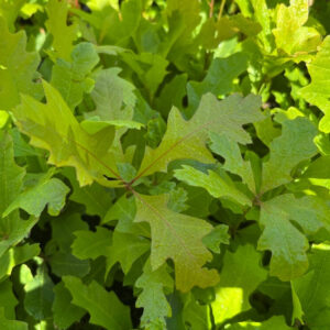 Roble de los pantanos / palustre (Quercus palustris)