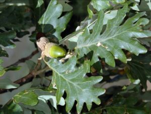 Roble melojo (Quercus Pyrenaica)