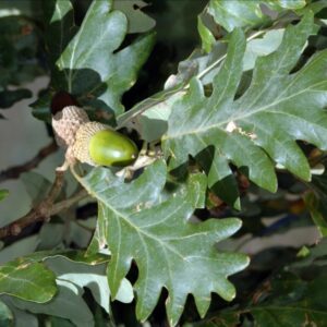 Roble melojo (Quercus Pyrenaica)