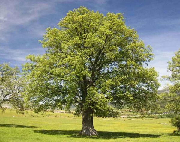 Roble melojo (Quercus Pyrenaica) - Imagen 2
