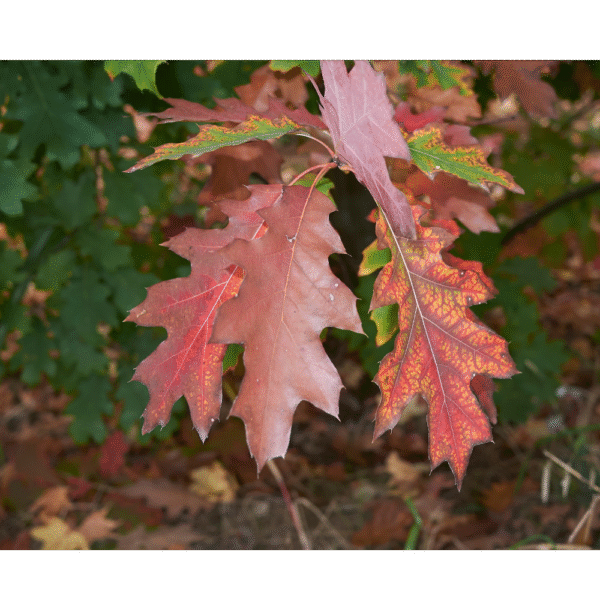Roble rojo americano (Quercus rubra) - Imagen 2